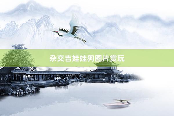 杂交吉娃娃狗图片赏玩